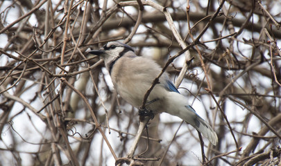 Lonely Blue-tailed bird on the branch of tree in the winter time