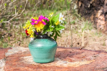 Purple primula flowers
