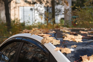 autumn yellow leaves on the hood and windshield of the car