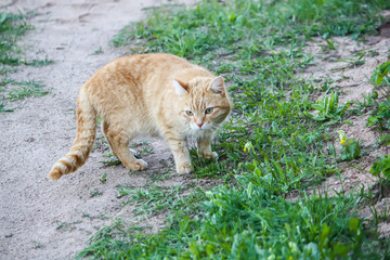 Fototapeta na wymiar Young active red cat with green eyes on summer grass background in a country yard.