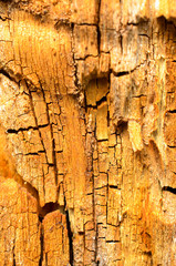 Vertical yellow-brown texture of a rotten stump..