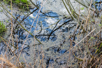 Water in a stream in a forest at spring