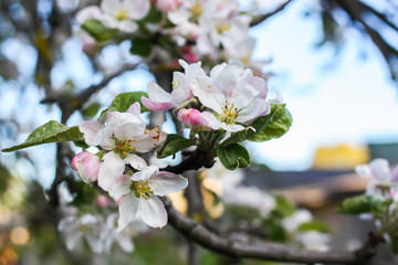 Blooming apple tree at spring in the countryside.