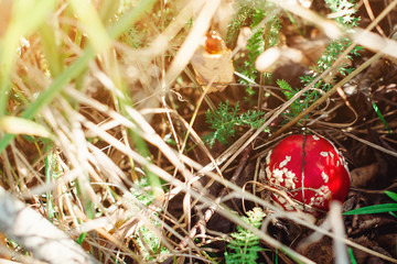 Beautiful and deadly fly-agaric in forest.