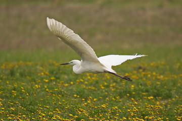 Eastern great egret at Lake Neusiedl in Burgenland in Austria
