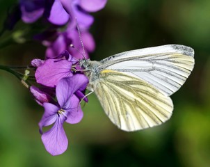 Ein Rapsweissling (Pieris napi) sucht Nektar auf der Blüte eines Einjähriges Silberblattes