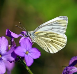Ein Rapsweissling (Pieris napi) sucht Nektar auf der Blüte eines Einjähriges Silberblattes