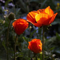 Blossoms of poppy in a garden
