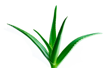  aloe leaf isolated white background 
 