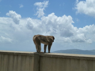 Monkey on Gibraltar rock