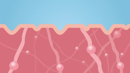 collagen in younger skin and aging graphic