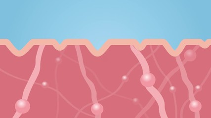 collagen in younger skin and aging graphic