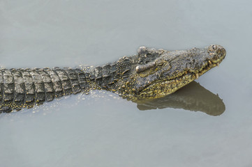 the head of the crocodile and its reflection in the river, in natural conditions, on an isolated background of river water