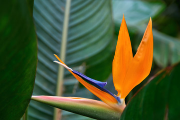 Colorful flower (Strelitzia reginae) on dark tropical foliage nature background. Orange and blue flower unusual shape in form bird