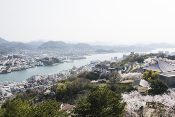 Fototapeta na wymiar 尾道の桜 
