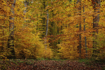 Laubwald, bunt gefärbt im Herbsst