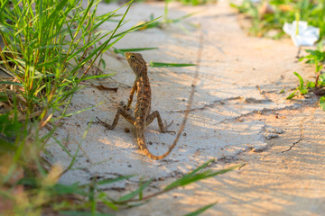 Brown lizard on white sand in green grass. Exotic animal in wild nature. Tropical jungle forest inhabitant.
