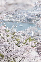 尾道の桜
