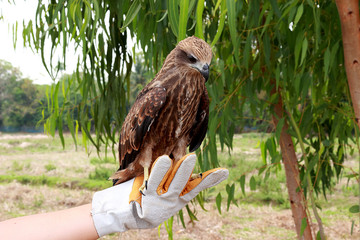 Young brahminy kite 3