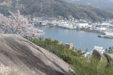 尾道の桜

