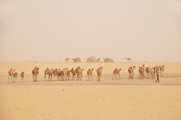 Herd of camels on the Sahara during the sandstorm © robnaw