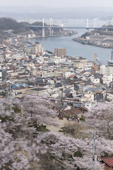 尾道の桜
