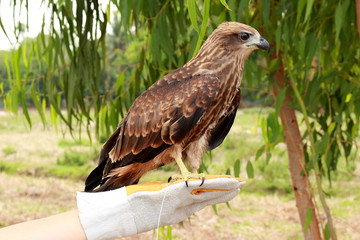 Young brahminy kite