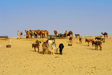 Water well  on the Sahara desert    in Northen Chad
 - obrazy, fototapety, plakaty