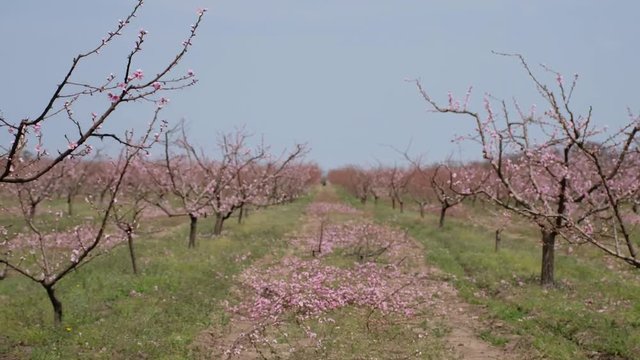 Workers engaged in pruning a peach garden. Cropped branches lie on the ground. Blooming garden, peach garden. View from the window of a passing car.