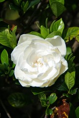 White Gardenia Flower in Green Leaves in Garden in Yard