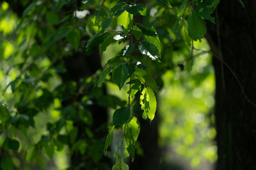 Jidayuubori park_Tokyo_16