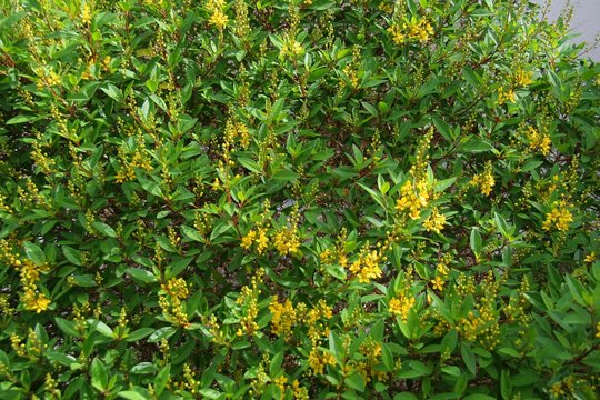 Yellow Thryallis Plants Blooming in Green Shrubs in Florida