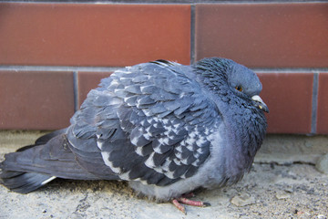 the pigeon froze