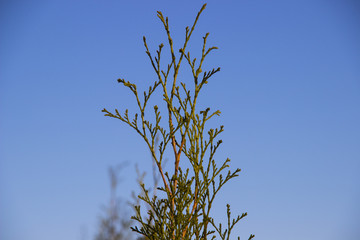 exotic plants in focus