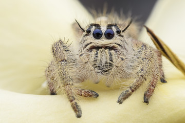 Super macro female Hyllus diardi or Jumping spider on flower