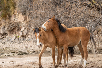 Obraz premium Pair of Wild Horses Fighting in the Arizona Desert
