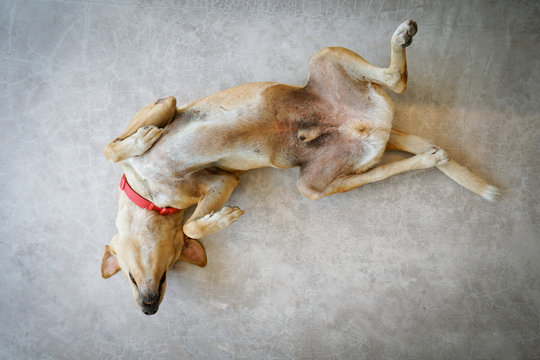 Thai dog sleeping upside down on the cement floor