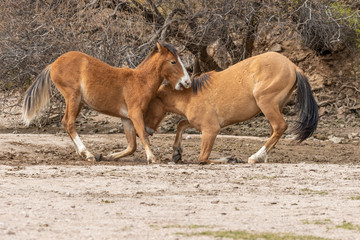 Pair of Wild Horses Fighting in the Arizona Desert