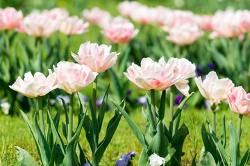 Weiße gefüllte Tulpen auf grüner Wiese im Frühling 