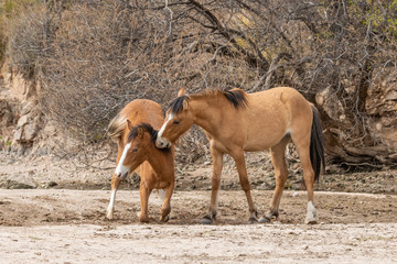 Pair of Wild Horses Fighting in the Arizona Desert