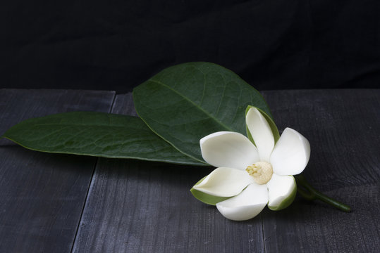 Fototapeta White magnolia flower on dark wooden.