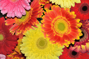 Fototapeta na wymiar Bouquet of different bright and joyful gerberas close up