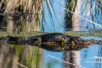 Alligator