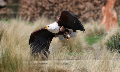Close up of an African Sea Eagle catching food