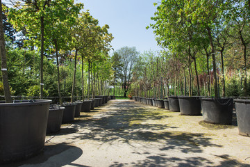 Nursery of flowers and plants for gardening