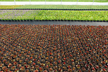 Naklejka premium Greenhouses for growing flowers. Floriculture industry