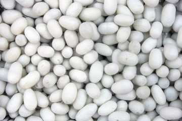 top view of sickworm white cocoons, silk production (texture)
