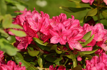 Rhododendron, Blüte Nahansicht
