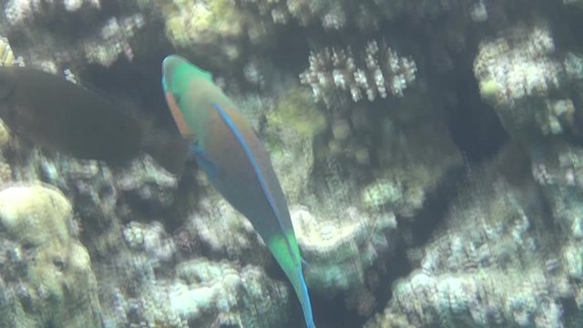 parrotfish 01 dahab