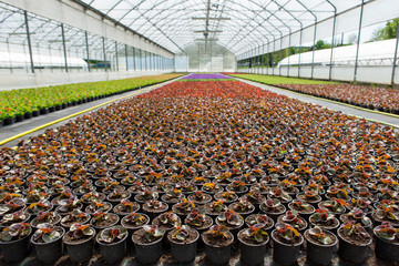 Greenhouses for growing flowers. Floriculture industry